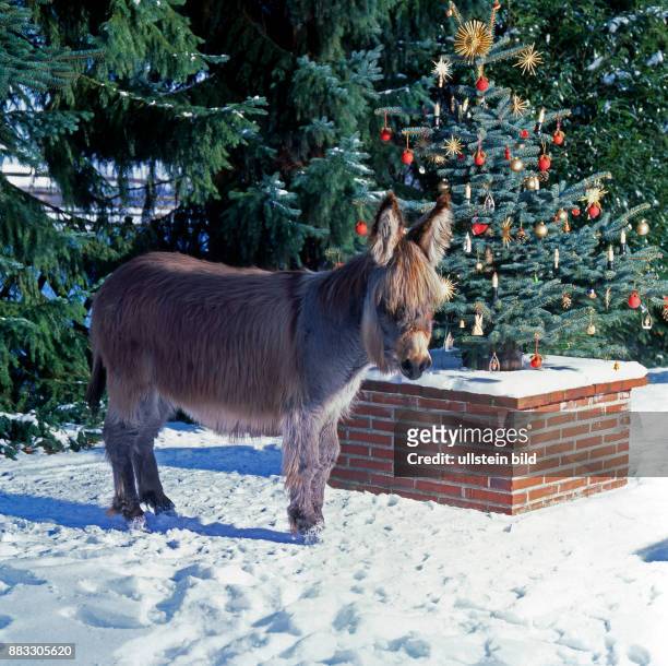 Esel am geschmueckten Weihnachtsbaum im verschneiten Garten