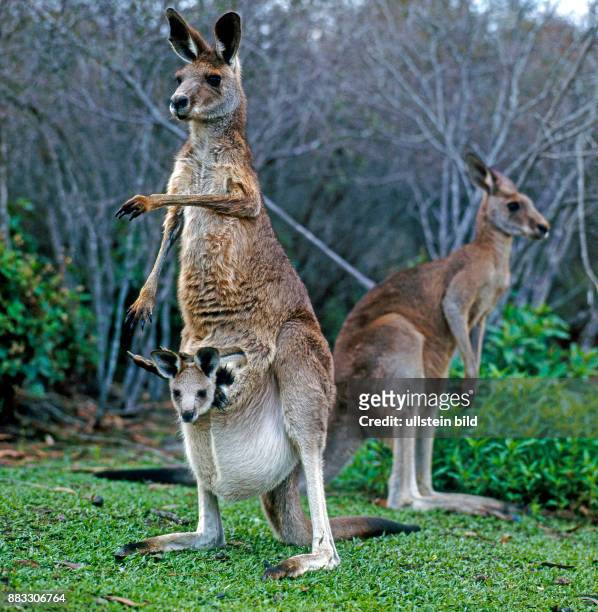 Graues Riesenkaenguru, Mutter mit Jungtier im Beutel, hebt die Vorderbeine hoch