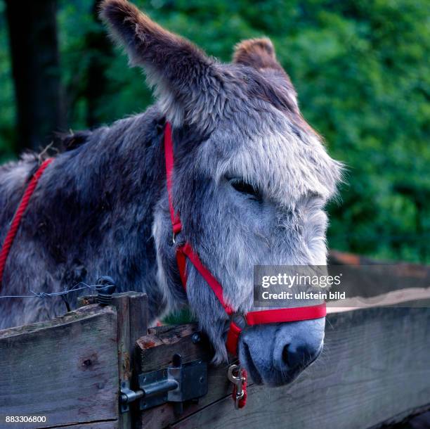 Portraet eines grossrahmigen Spanischen Esels mit rotem Halfter, der in der Landwirtschaft noch als Arbeitstier gehalten wird