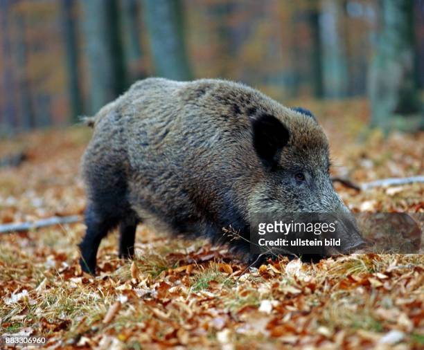 Wildschwein graebt mit dem Ruessel im Waldboden nach Wuermern