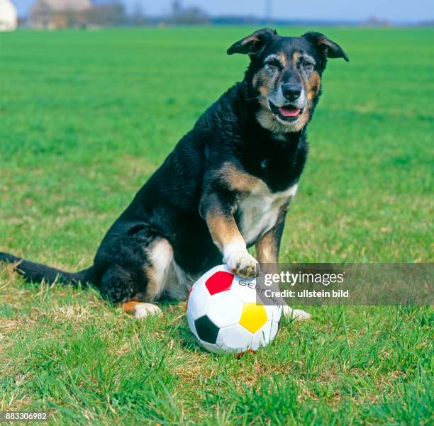 Mischlingshund spielt mit Fussball