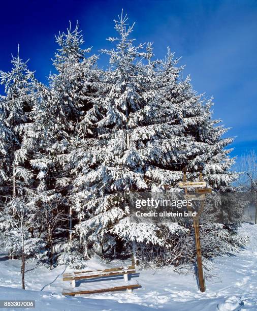 Tief verschneite Nadelbaeume mit Sitzbank am Wanderweg zur Skihuette Waldeck am Fichtelberg in Oberwiesenthal