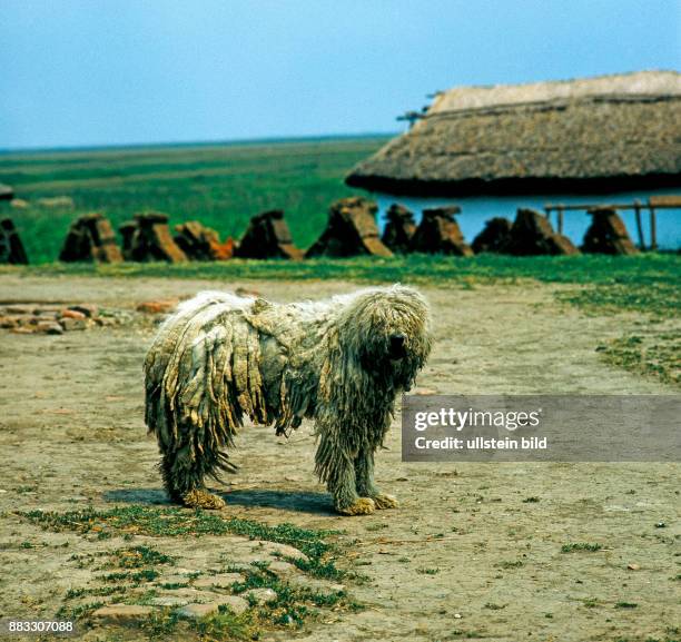 Ungarischer Komondor, eine alte schoene Hunderasse, die schon vor mehr als 1000 Jahren von den damals wandernden Magyaren als Huete- und Wachhunde...
