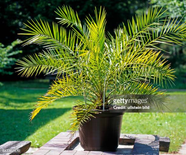 Die Kanarische Phoenixpalme, eine Fiederpalme, ist als dekorative Topfpflanze seit langem beliebt und heute in vielen Hybridformen bekannt