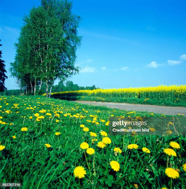 Landweg im Fruehling mit Sandbirken, bluehender Loewenzahnwiese und gelbem Rapsfeld