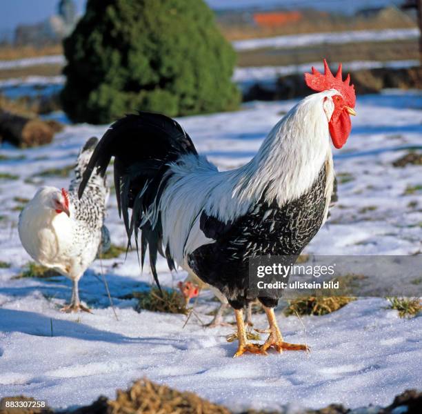 Haushahn Rasse Italiener silberfarbig mit Huhn der Rasse Ostfriesische Moewen freilaufend im winterlichen Garten