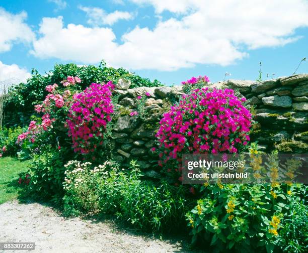 Rustikale Trockenmauer mit blattsukkulenten Mittagsblumen Lampranthus, Goldfelberich und anderen Stauden