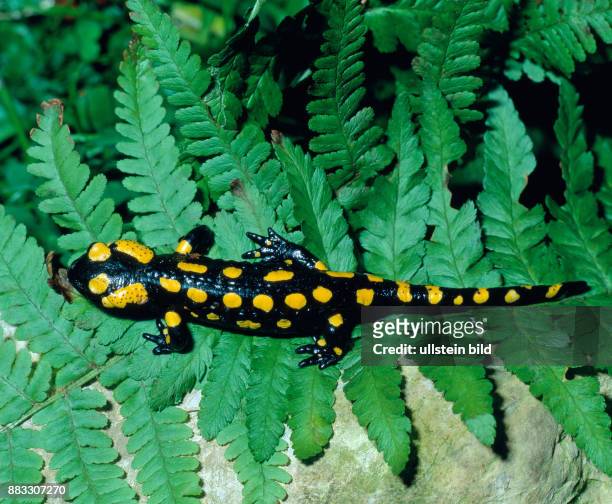 Feuersalamander Salamandra salamandra unterwegs auf Nahrungssuche. Der populaere Schwanzlurch ist bedroht und steht unter Artenschutz, seine Feinde...