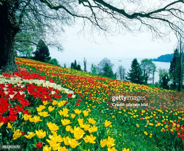 Fruehlingsgarten mit bunten Blumen auf Insel Mainau, Massenbestand verschiedenfarbiger Tulpensorten in ueberwaeltigender Fuelle , dahinter der...