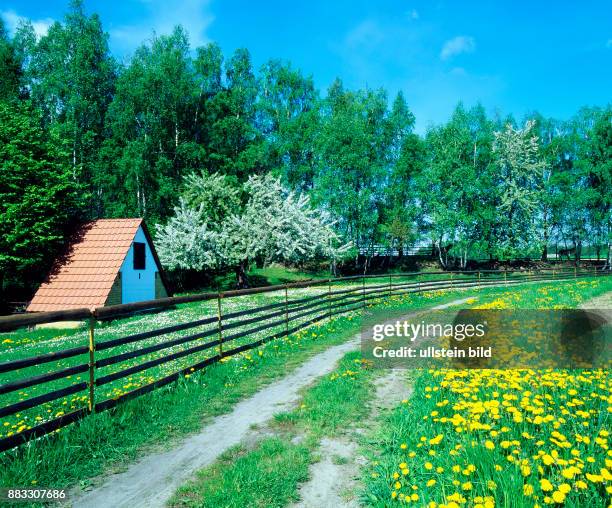 Landweg im Fruehling mit rustikalem Koppelzaun und bluehende Loewenzahnwiese und Kirschbaumbluete