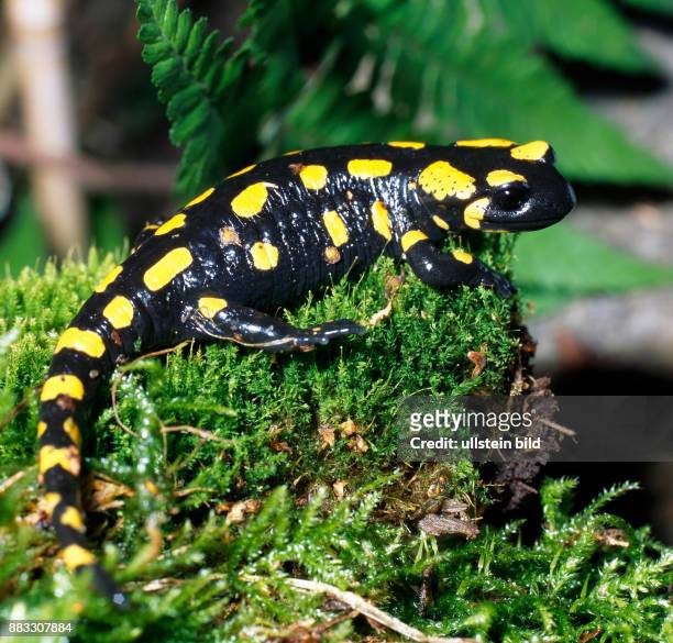 Feuersalamander Salamandra salamandra, ein populaerer Schwanzlurch unter Artenschutz, auf Nahrungssuche unterwegs in einem Feuchtbiotop