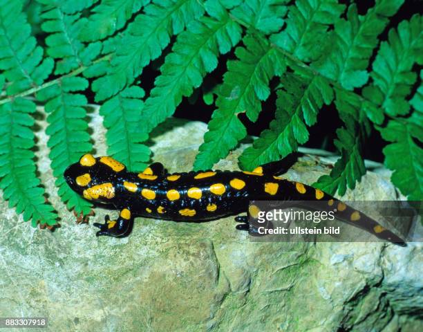 Feuersalamander Salamandra salamandra unterwegs auf Nahrungssuche. Der populaere Schwanzlurch ist bedroht und steht unter Artenschutz, seine Feinde...