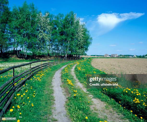 Landweg im Fruehling mit rustikalem Koppelzaun und bluehender Loewenzahnwiese