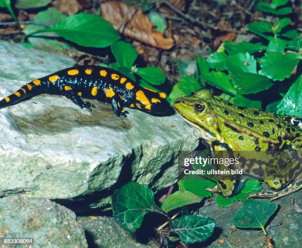 Feuersalamander begegnet einem Wasserfrosch im Feuchtgebiet