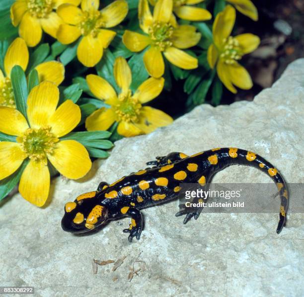 Feuersalamander Salamandra salamandra vor bluehenden Winterlingen unterwegs auf Nahrungssuche. Der populaere Schwanzlurch ist bedroht und steht unter...