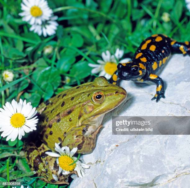 Wasserfrosch und Feuersalamander begegnen sich im Feuchtgebiet