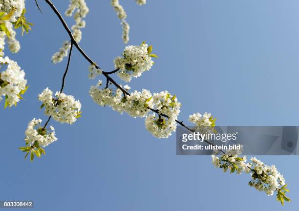 Bluehender Obstbaum der Suesskirsche Prunus avium