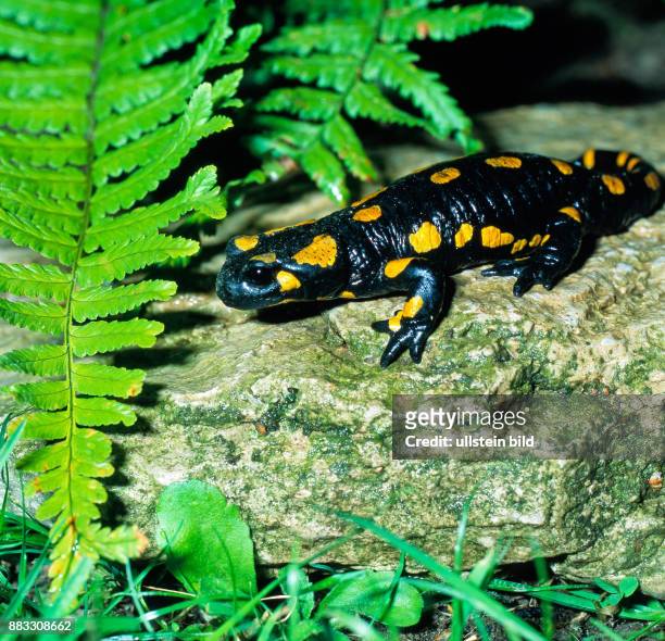 Feuersalamander Salamandra salamandra, ein populaerer Schwanzlurch unter Artenschutz, auf Nahrungssuche unterwegs in einem Feuchtbiotop