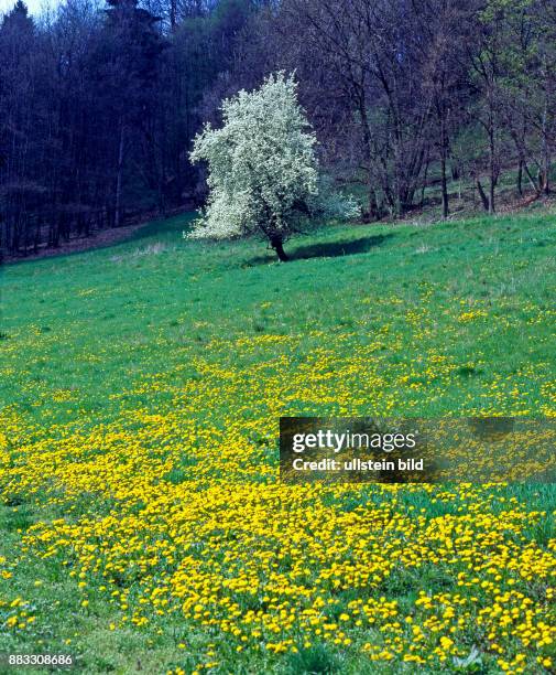 Fruehling an den Berghaengen des Thueringer Waldes mit bluehender Loewenzahnwiese und bluehendem Obstbaum