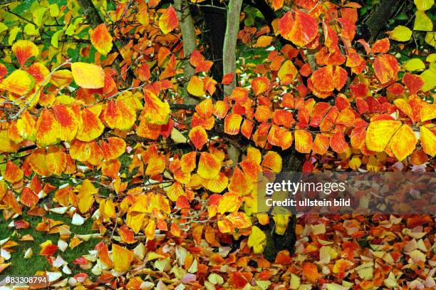 Herbstbuntes Laub des Zaubernuss-Strauches Hamamelis mollis, eines dekorativen Ziergehoelzes im herbstlichen Garten