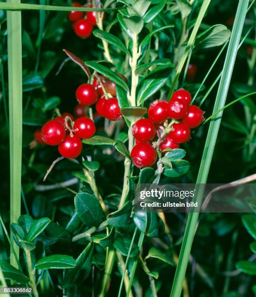 Rot leuchten die reifen Preiselbeeren aus den immergruenen Straeuchern am Waldboden