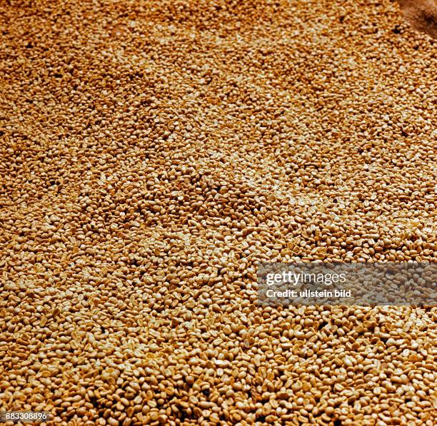 Ein Berg gereinigter Rohkaffeebohnen in einer Kaffeefarm in Marangu am Kilimandscharo in Tansania