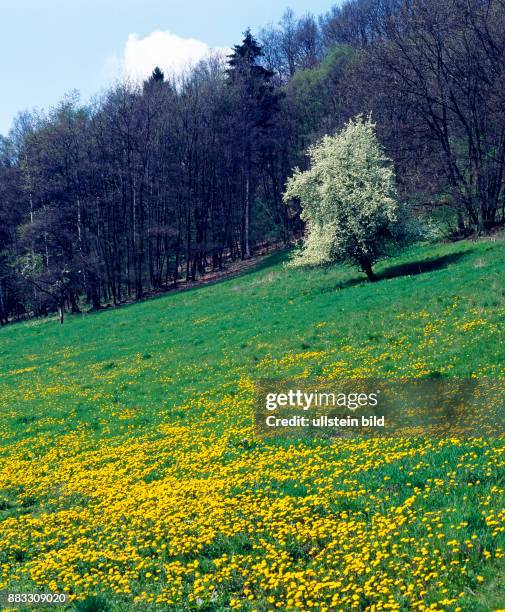 Fruehling an den Berghaengen des Thueringer Waldes mit bluehender Loewenzahnwiese und bluehendem Obstbaum