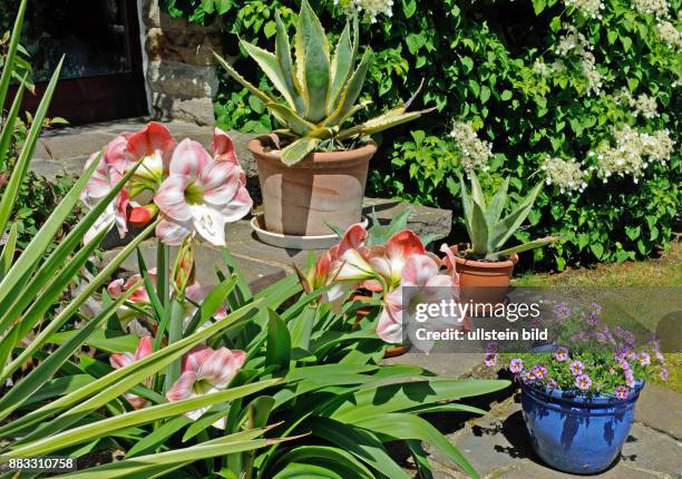 Amaryllis oder Ritterstern, Hippeastrum Hybride, bluehend als Topfpflanze auf der sommerlichen Hausterrasse, zusammen mit Agaven und anderen...