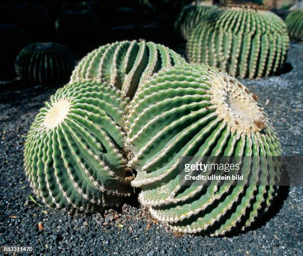 Goldkugelkakteen Echinocactus grusonii, auch Schiegermuttersessel, im Kaktuspark Glueckliche Wueste, Desierto Feliz in Los Cristianos auf Teneriffa