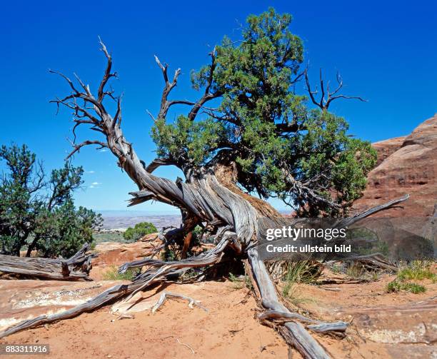 Abgestorbene Zeder inmitten atemberaubender Rotsandsteinformationen und geologischer Naturphaenomene im Arches Nationalpark in Utah, USA, die durch...