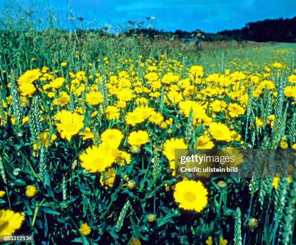 Gelbe Wucherblumen, auch Saatwucherblumen, bluehen als Massenbestand in einem Weizenfeld