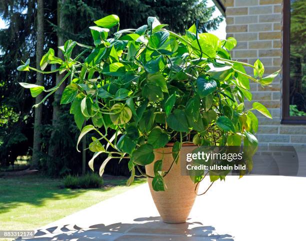 Efeutute, Epipremnum aureum, eine dekorative anspruchslose Kletterpflanze mit gruenweiss marmorierten Blaettern, ist als Topf- und Ampelpflanze...