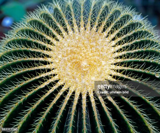 Goldkugelkaktus Echinocactus grusonii, auch Schiegermuttersessel, im Kaktuspark Glueckliche Wueste, Desierto Feliz in Los Cristianos auf Teneriffa