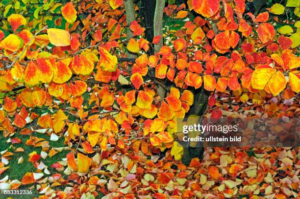 Herbstbuntes Laub des Zaubernuss-Strauches Hamamelis mollis, eines dekorativen Ziergehoelzes im herbstlichen Garten