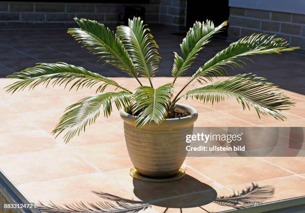 Palmfarn als Topfpflanze, ein urtuemlicher Nacktsamer aus der Reliktflora der Trockengebiete in der Eukalyptussavanne des Nordterritoriums Australiens
