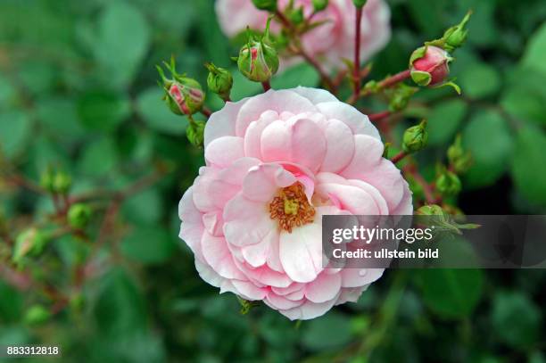 Zartrosa blueht die schoene Meidiland-Hochstammrose Rosa Bonica, auch Rosa Bonica82 oder Rosa Meidomonac den ganzen Sommer lang