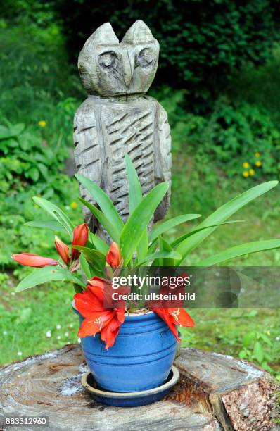 Gartendekoration auf einer Baumscheibe, mit der Kettensaege gestaltete Holz-Eule, davor rot bluehende Amaryllis im Topf