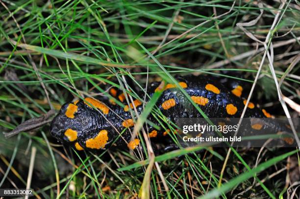 Feuersalamander auf Nahrungssuche in einem Feuchtgebiet