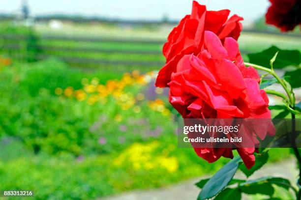 Hinter roten Kletterrosen Rosa SYMPATHIE erscheint farbig aufgeloest ein sommerliches Blumenbeet