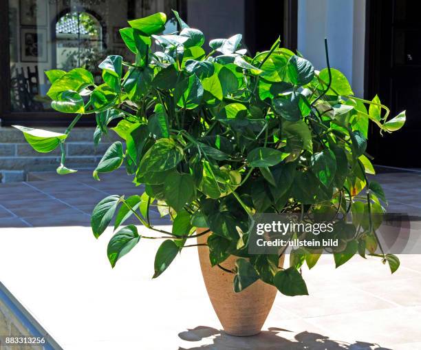 Efeutute, Epipremnum aureum, eine dekorative anspruchslose Kletterpflanze mit gruenweiss marmorierten Blaettern, ist als Topf- und Ampelpflanze...