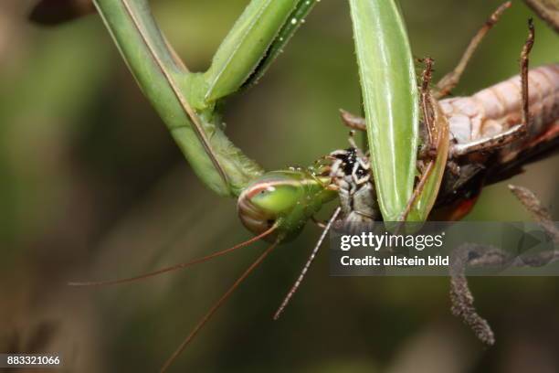 Gottesanbeterin gruenes Weibchen Kopfportrait haengend Heuschrecke fressend rechts sehend