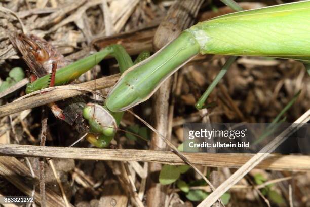 Gottesanbeterin gruenes Weibchen in Vegetation sitzend Heuschrecke fressend links sehend