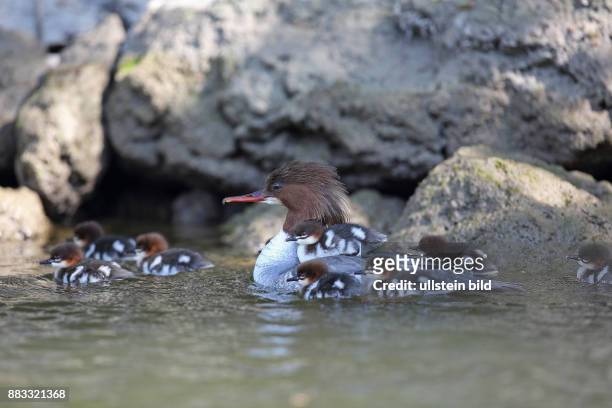 Gaensesaeger Altvogel mit mehreren Jungvoegel in Wasser schwimmend links sehend
