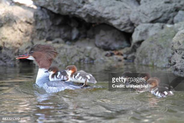 Gaensesaeger Altvogel mit mehreren Jungvoegel in Gefieder sitzend in Wasser schwimmend links sehend