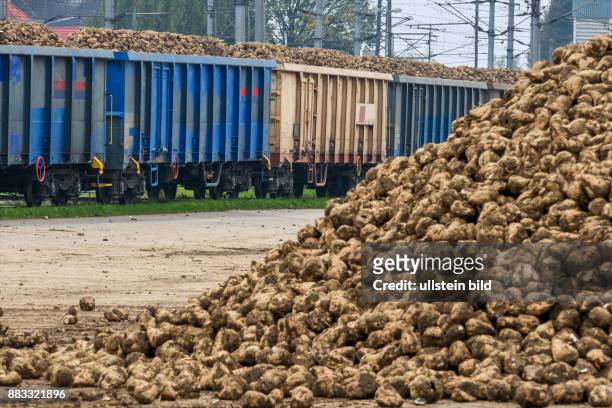 Zuckerrüben und Güterzug, Symbol für Ernte, Logistik, nachwachsender Rohstoff