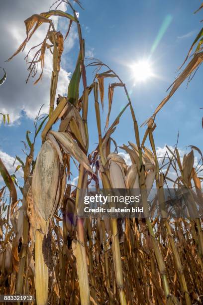 Dürre Schäden in der Landwirtschaft. Maisfeld in der Hitze.