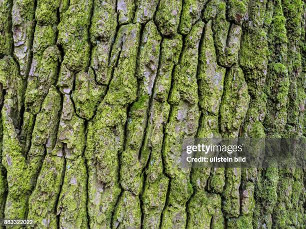 Baumrinde an einem Baum als Hintergrund