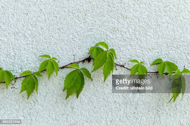 Eine Ranke aus Efeu auf einer Mauer. Symbolfoto für Wachstum und Stärke