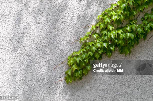 Eine Ranke aus Efeu auf einer Mauer. Symbolfoto für Wachstum und Stärke