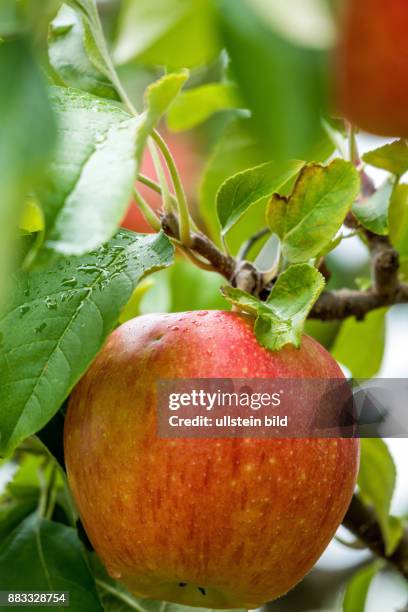Frische, saftige Äpfel hängen auf einem Apfelbaum